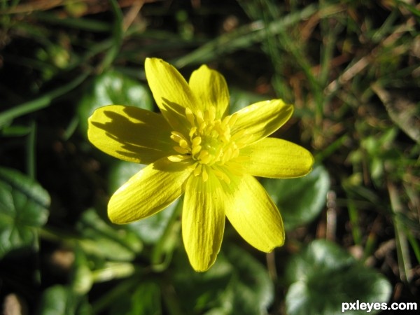 Golden flower